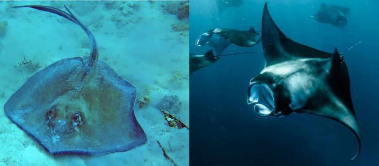 Dónde Bucear con Rayas y Mantarrayas en Tenerife en 2023